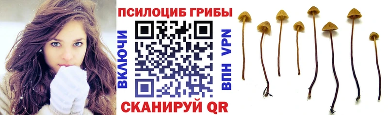 купить   ОМГ ОМГ tor  Галлюциногенные грибы Psilocybine cubensis  Кирс 